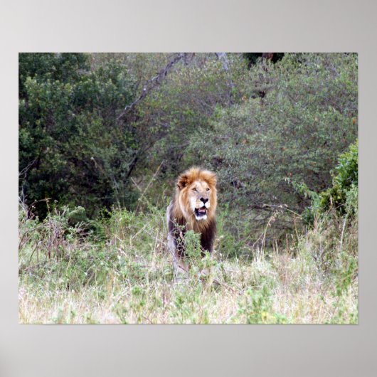 Poster lion proud (Devant)