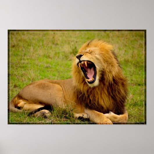 Poster Lion Roaring (Devant)