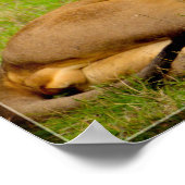 Poster Lion Roaring (Coin)