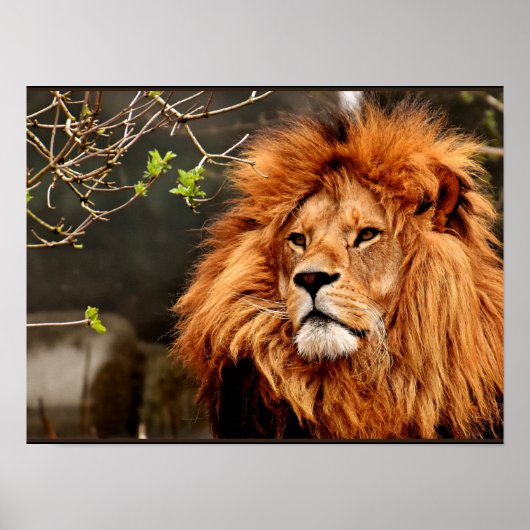 Poster Lion, Roi de la Jungle (Devant)