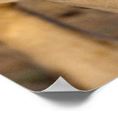 Poster Lion Stalking (Coin)