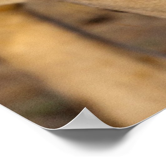 Poster Lion Stalking (Coin)