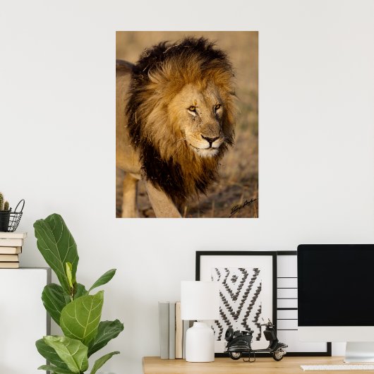 Poster Lion Stalking (Bureau à domicile)