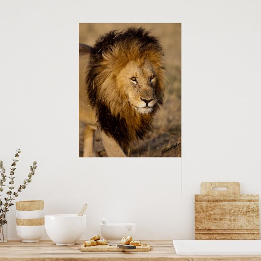 Poster Lion Stalking (Cuisine)