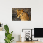 Poster Lion sud-africain (Bureau à domicile)