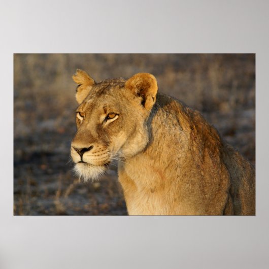 Poster Lion sud-africain (Devant)