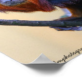 Poster Lion Tamarin à tête dorée (Coin)