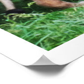 Poster Lion wild life animal (Coin)