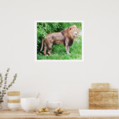 Poster Lion wild life animal (Cuisine)