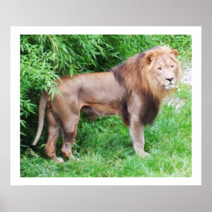 Poster Lion wild life animal