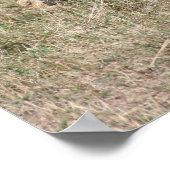 Poster lionceau (Coin)