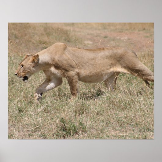 Poster lionceau (Devant)