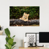 Poster Lionceau (Bureau à domicile)