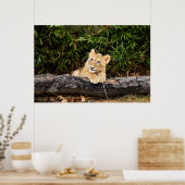 Poster Lionceau (Cuisine)