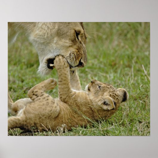 Poster Lionceau Jouant (Devant)