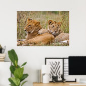 Poster Lionceaux au repos (Bureau à domicile)