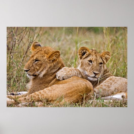 Poster Lionceaux au repos (Devant)