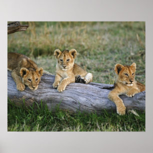 Poster Lionceaux sur rondin
