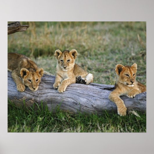 Poster Lionceaux sur rondin (Devant)
