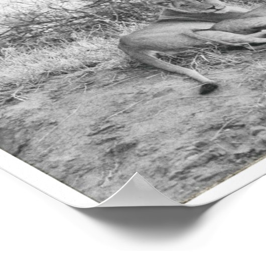 Poster Lioness (Coin)