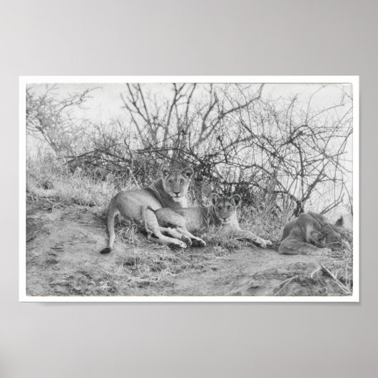 Poster Lioness (Devant)