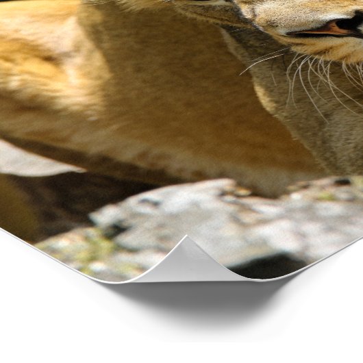 Poster Lioness (Coin)