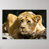 Poster Lioness (Devant)