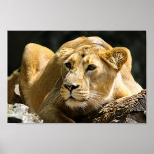 Poster Lioness