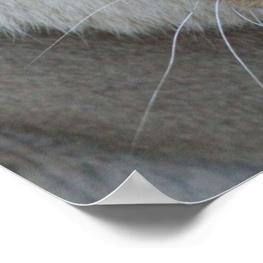 Poster Lioness 007 (Coin)