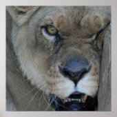 Poster Lioness 007 (Devant)