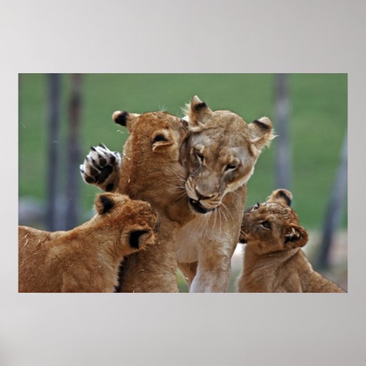 Poster Lioness et ses petits (Devant)