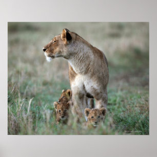 Poster Lioness (Panthera leo) et petits, Masai Mara