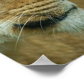 Poster Lioness Portrait (Coin)