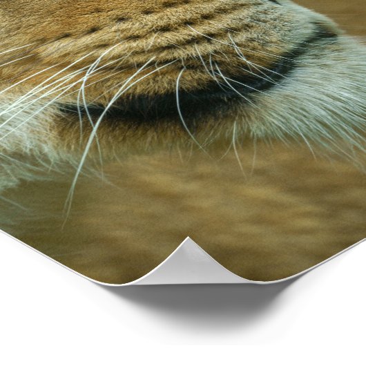 Poster Lioness Portrait (Coin)