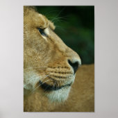 Poster Lioness Portrait (Devant)