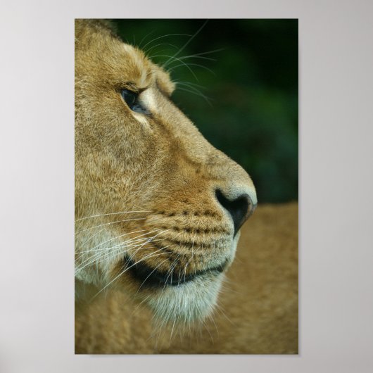 Poster Lioness Portrait (Devant)