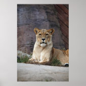 POSTER LIONESS RELAXING (Devant)