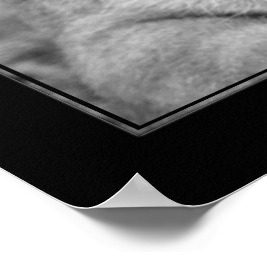 Poster Lioness (version BW) (Coin)