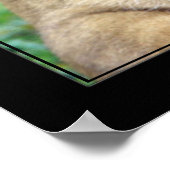 Poster Lioness (version couleur) (Coin)