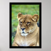 Poster Lioness (version couleur) (Devant)