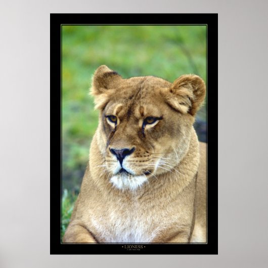 Poster Lioness (version couleur) (Devant)