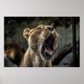 POSTER LIONESS YAWNING (Devant)