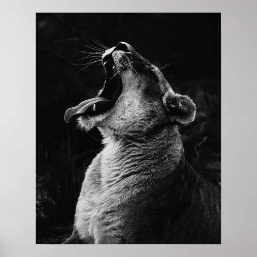 Poster Lionesse de Yawning - Noir & Blanc (Devant)