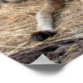 Poster Lionesses au repos — Gardiens de la fierté (Coin)