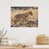 Poster Lionesses au repos — Gardiens de la fierté (Cuisine)