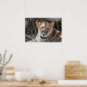 Poster lionne (Cuisine)