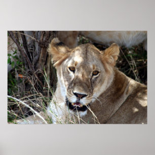 Poster lionne