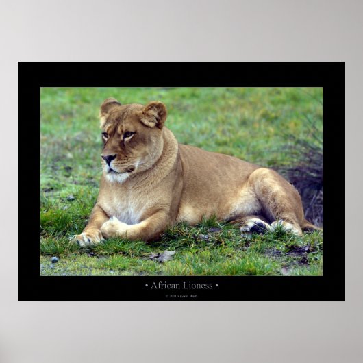 Poster Lionne africaine (Devant)