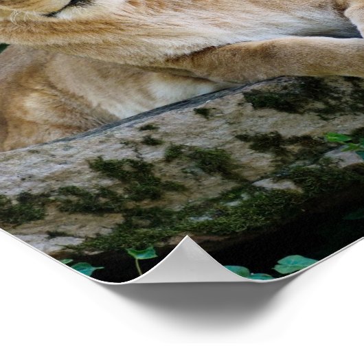 Poster Lionne allongée sur le rocher (Coin)