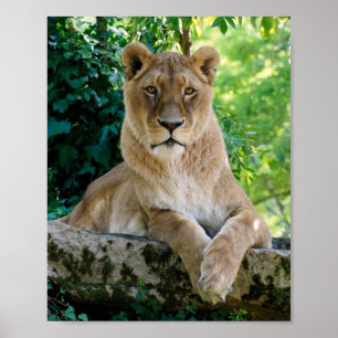 Poster Lionne allongée sur le rocher